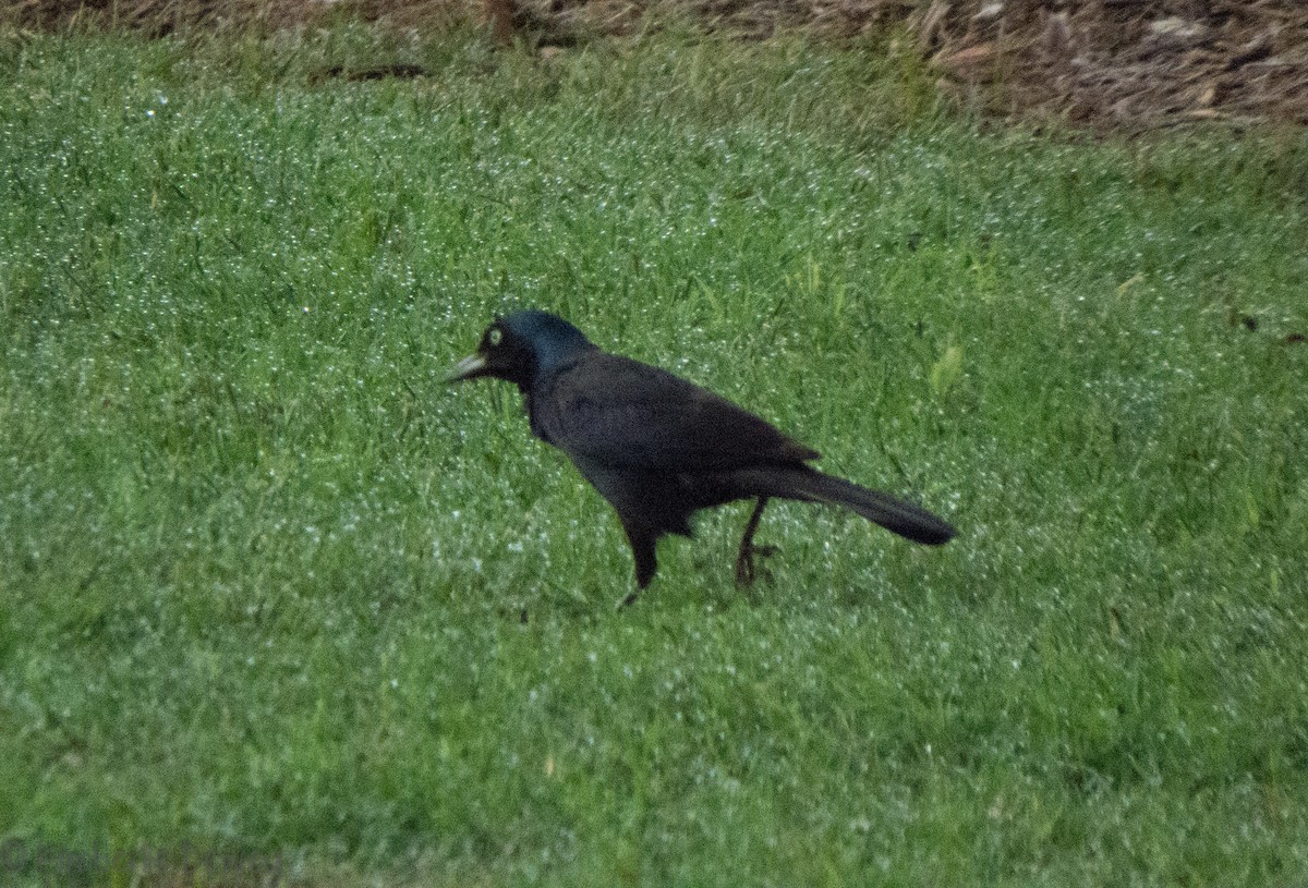 Common Grackle - ML102246451