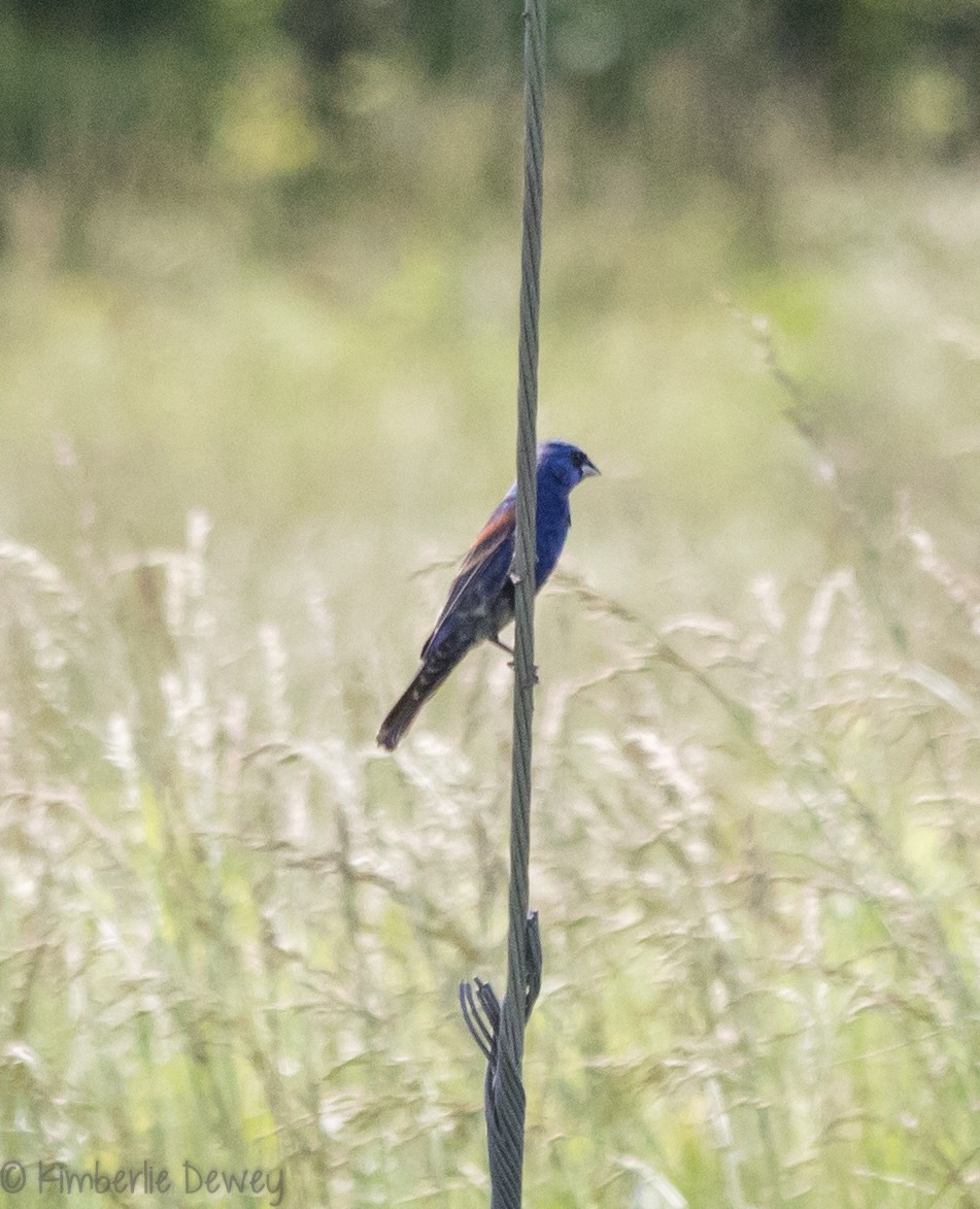 Blue Grosbeak - ML102246551