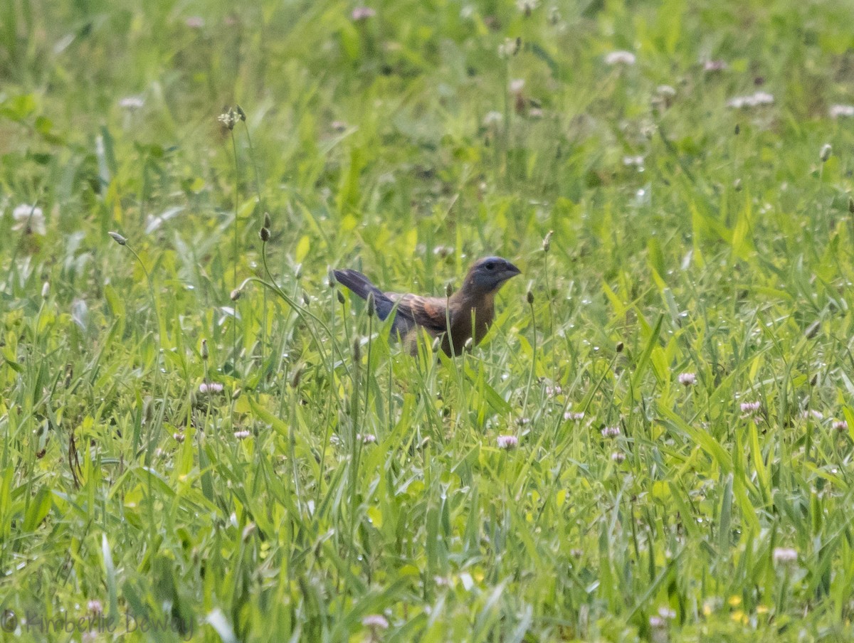 Blue Grosbeak - ML102246561