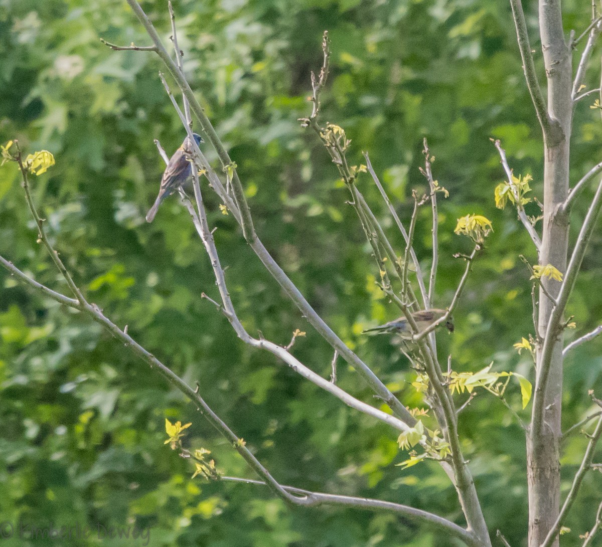 Blue Grosbeak - ML102246581