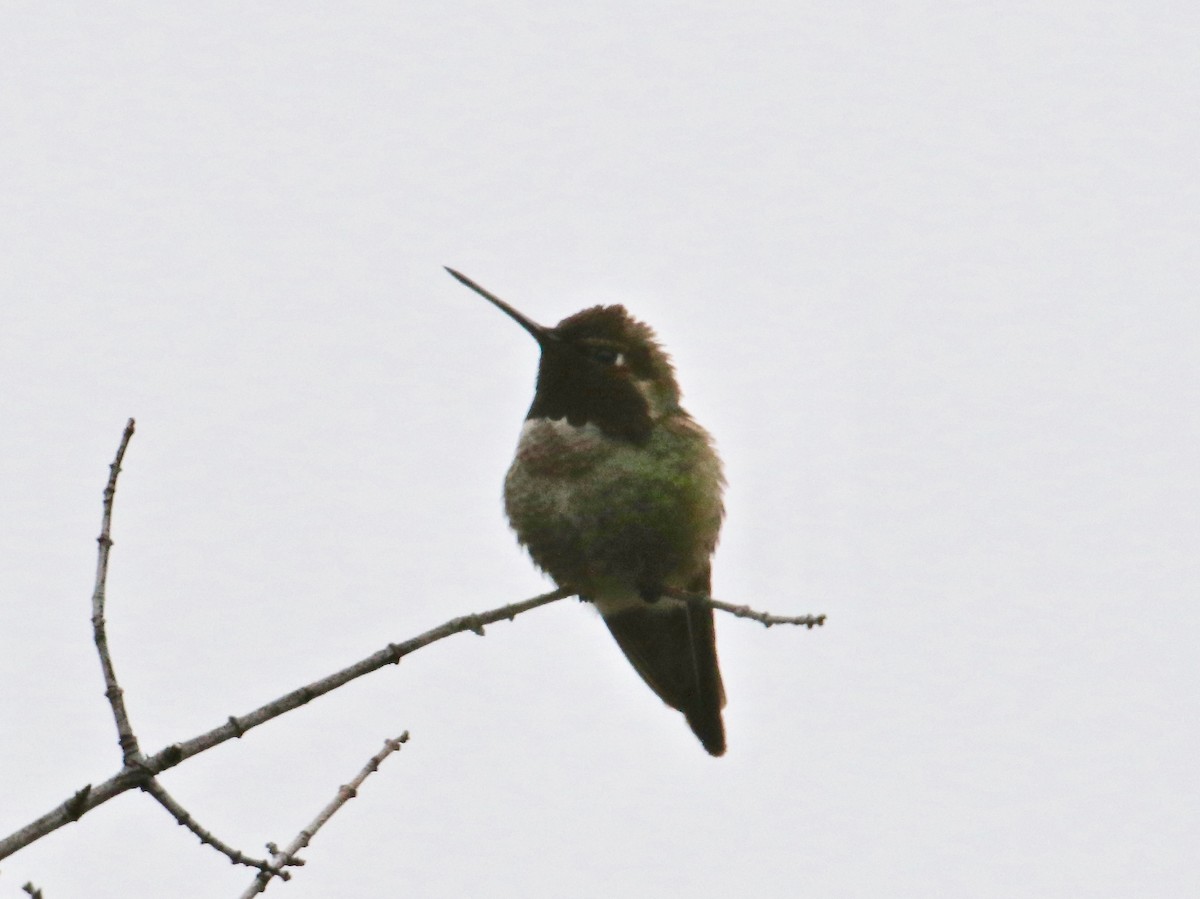 Anna's Hummingbird - ML102246601