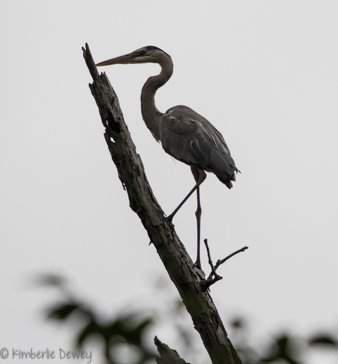 Great Blue Heron - ML102246711