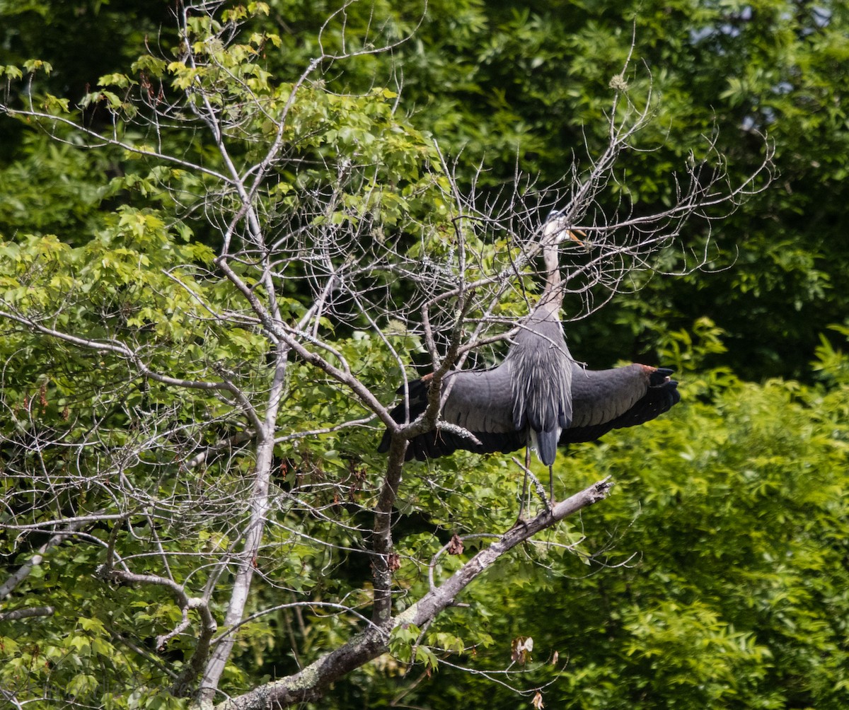 Great Blue Heron - ML102246731