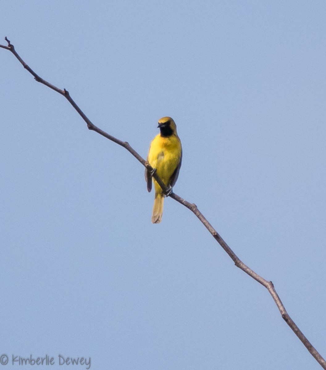 Orchard Oriole - ML102246961