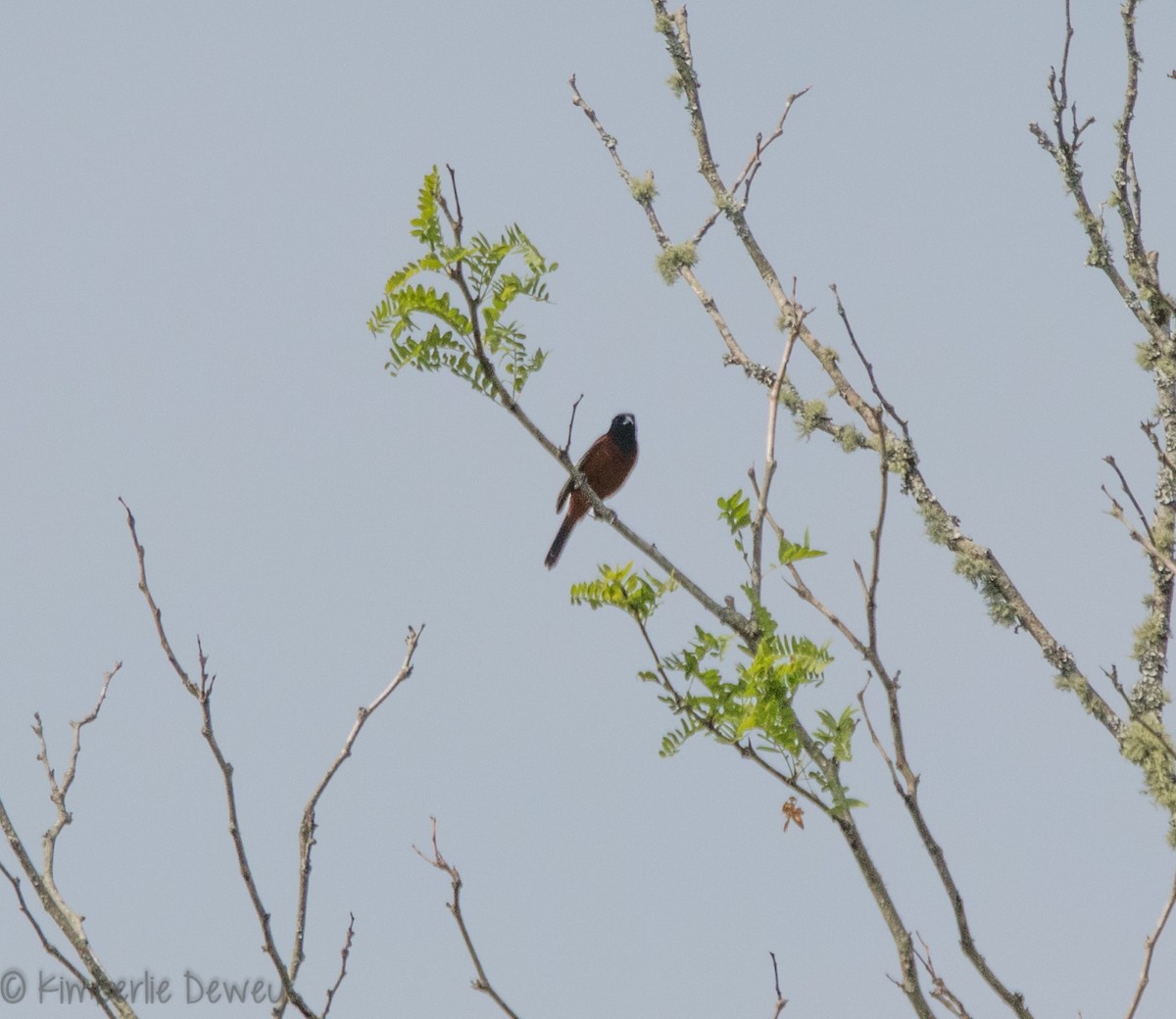 Orchard Oriole - ML102246971