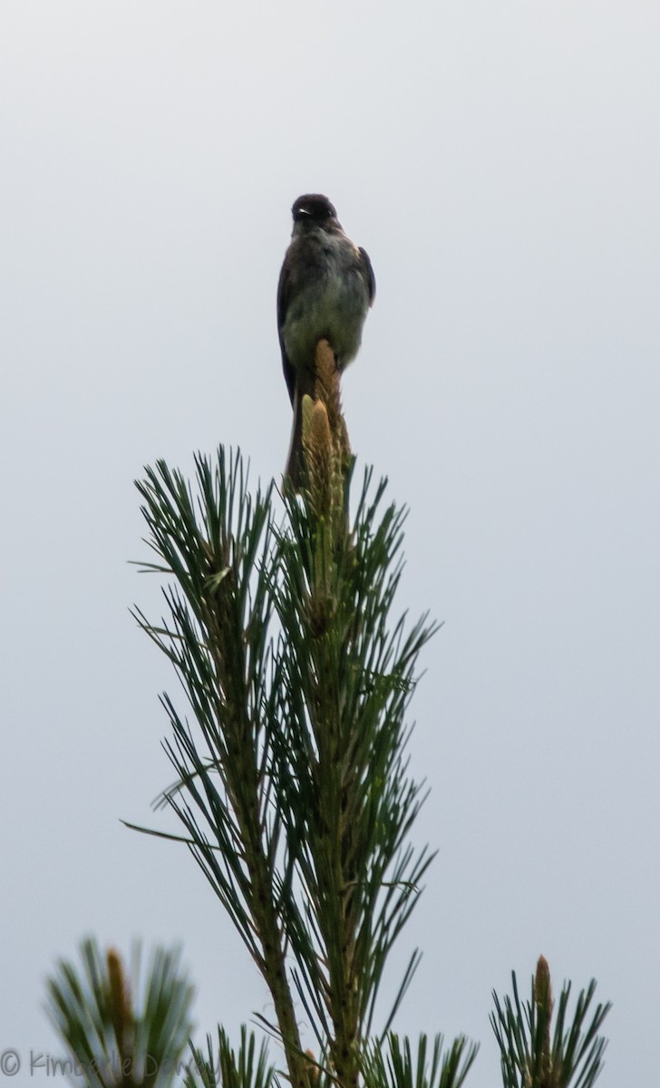 Eastern Phoebe - ML102247011