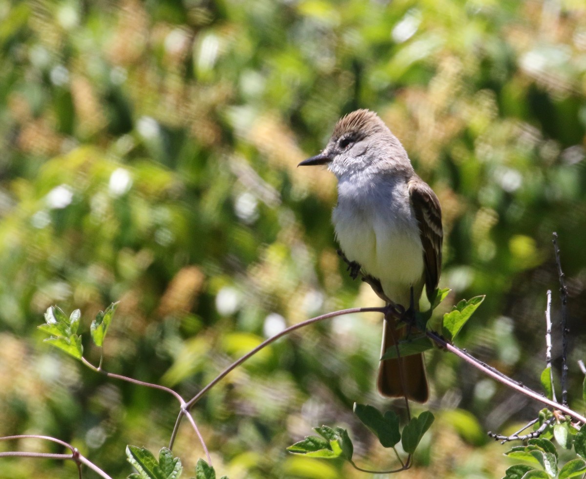 Ash-throated Flycatcher - ML102247021