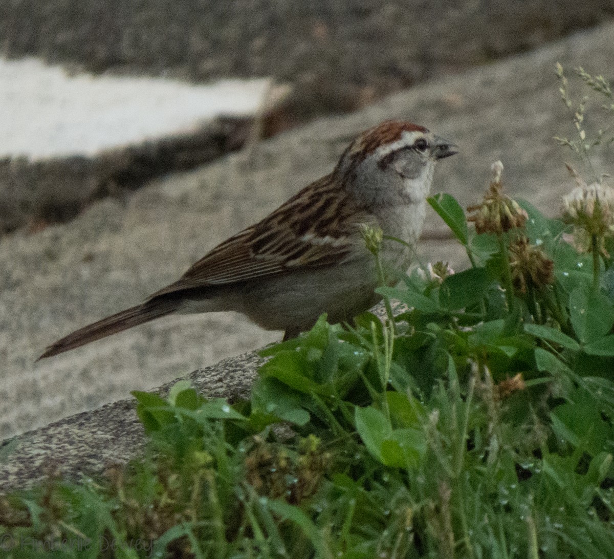 Chipping Sparrow - ML102247031