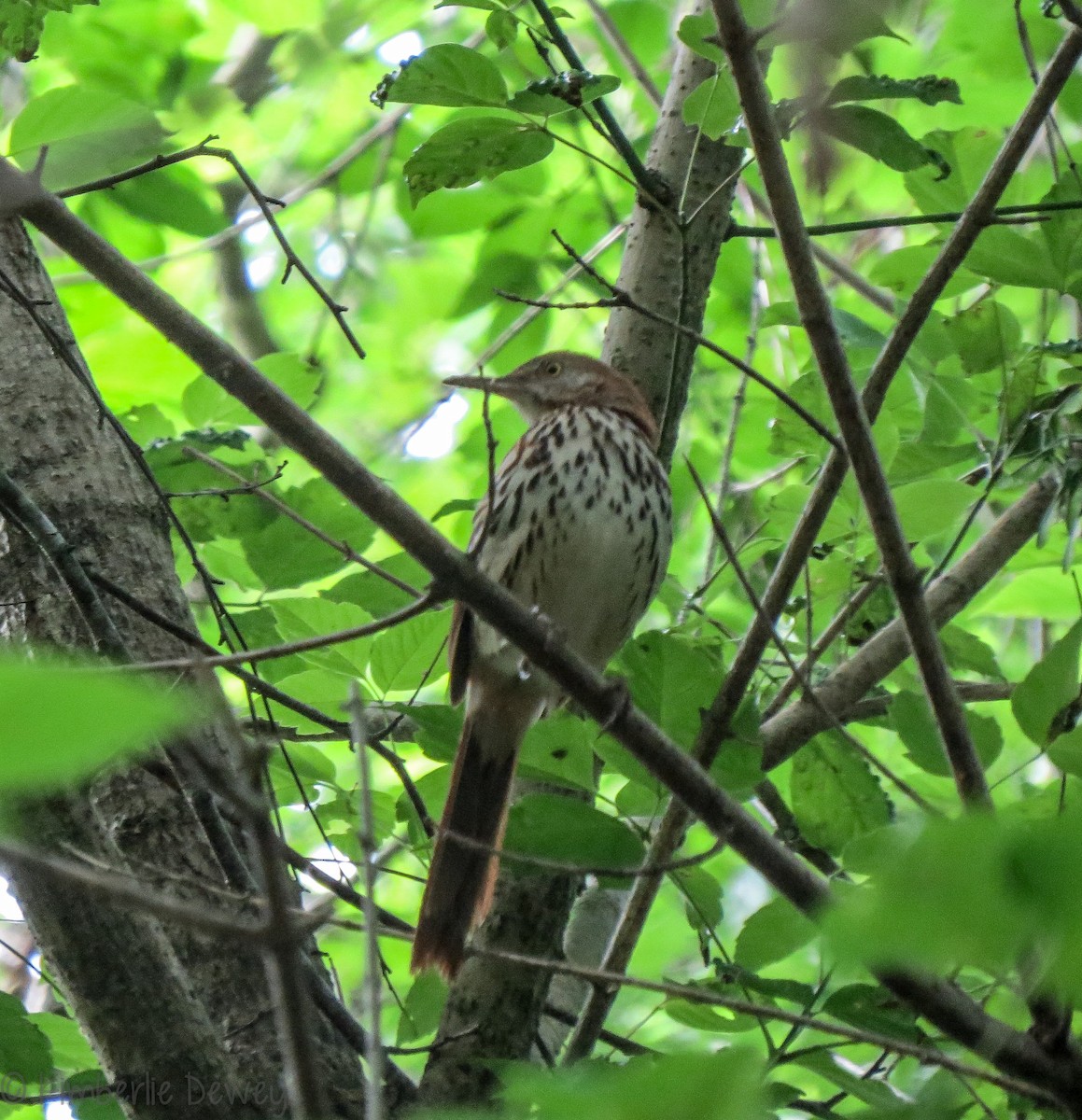 Brown Thrasher - ML102247241