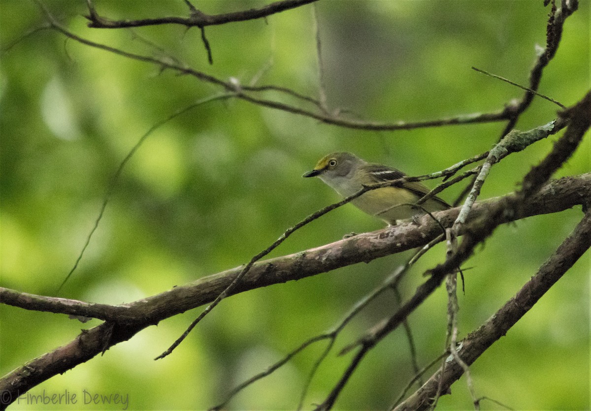 White-eyed Vireo - ML102247271