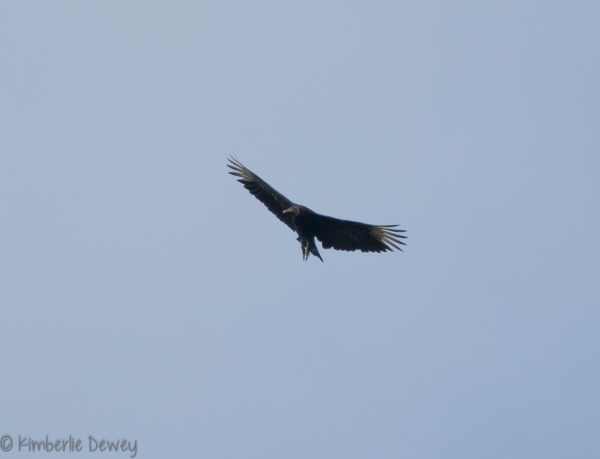 Black Vulture - ML102247301