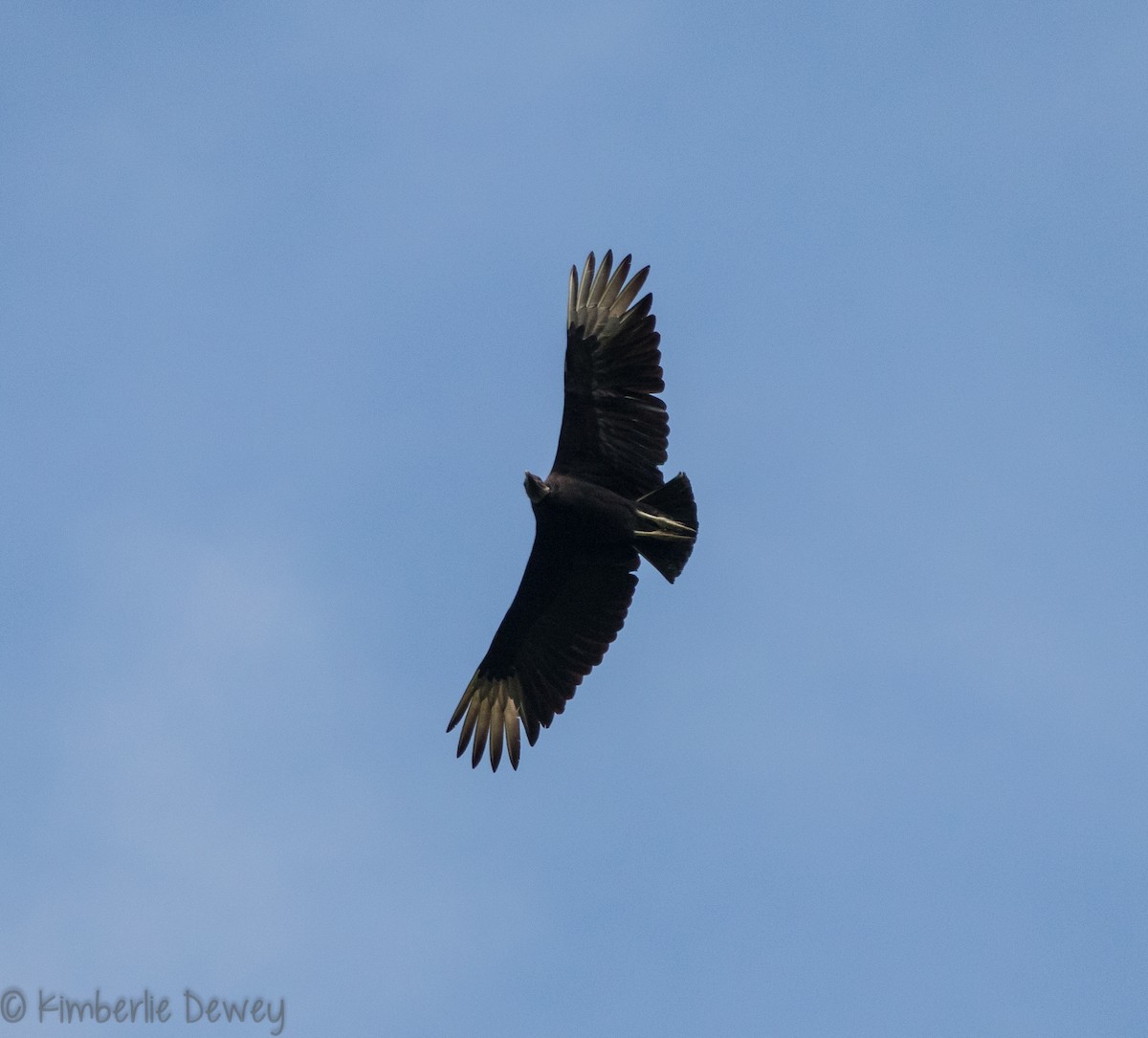 Black Vulture - ML102247321