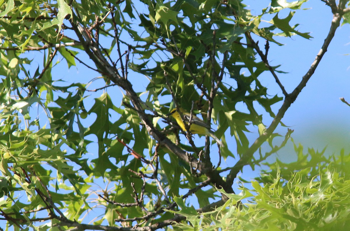 Blue-winged Warbler - ML102250431