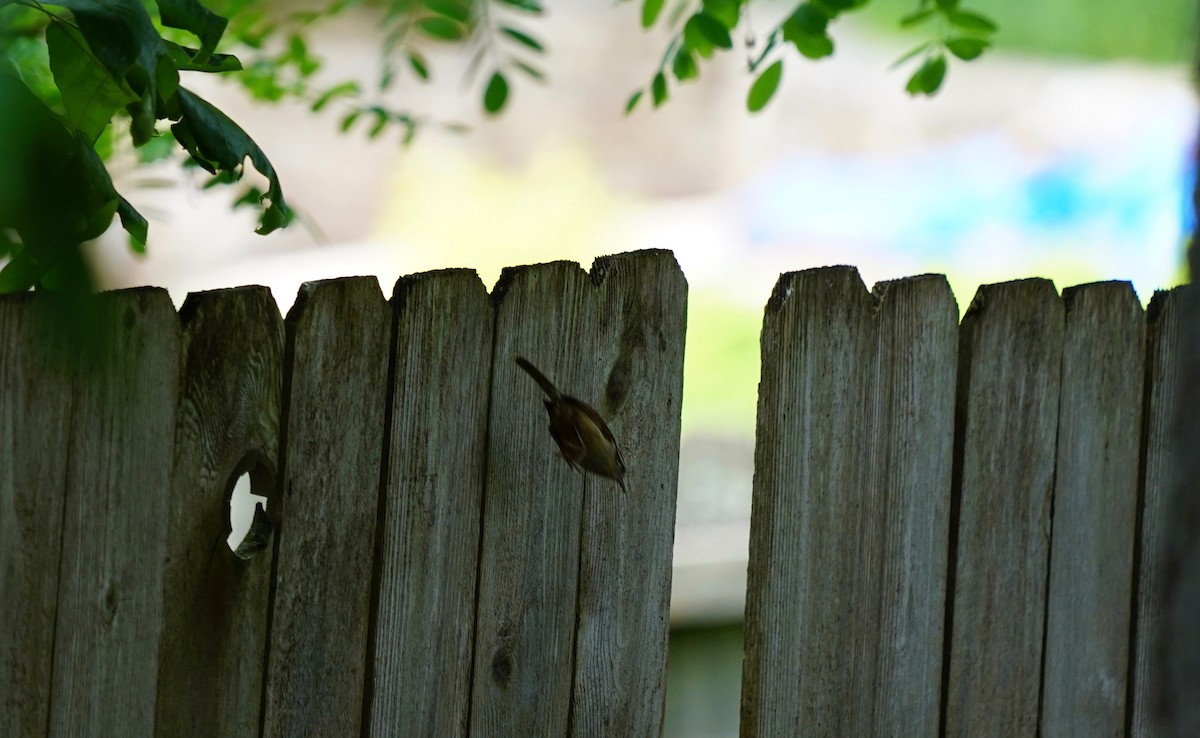 Carolina Wren - Howard Haysom