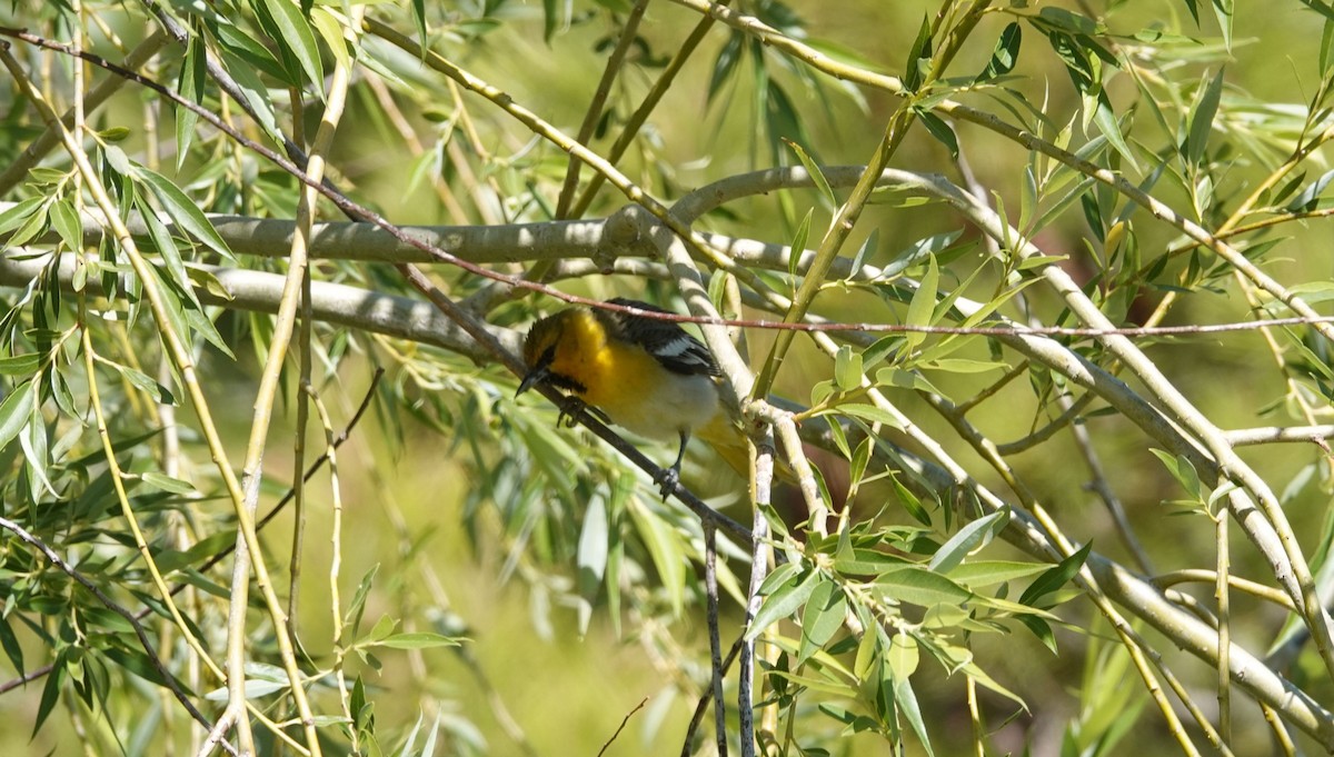 Bullock's Oriole - ML102252741