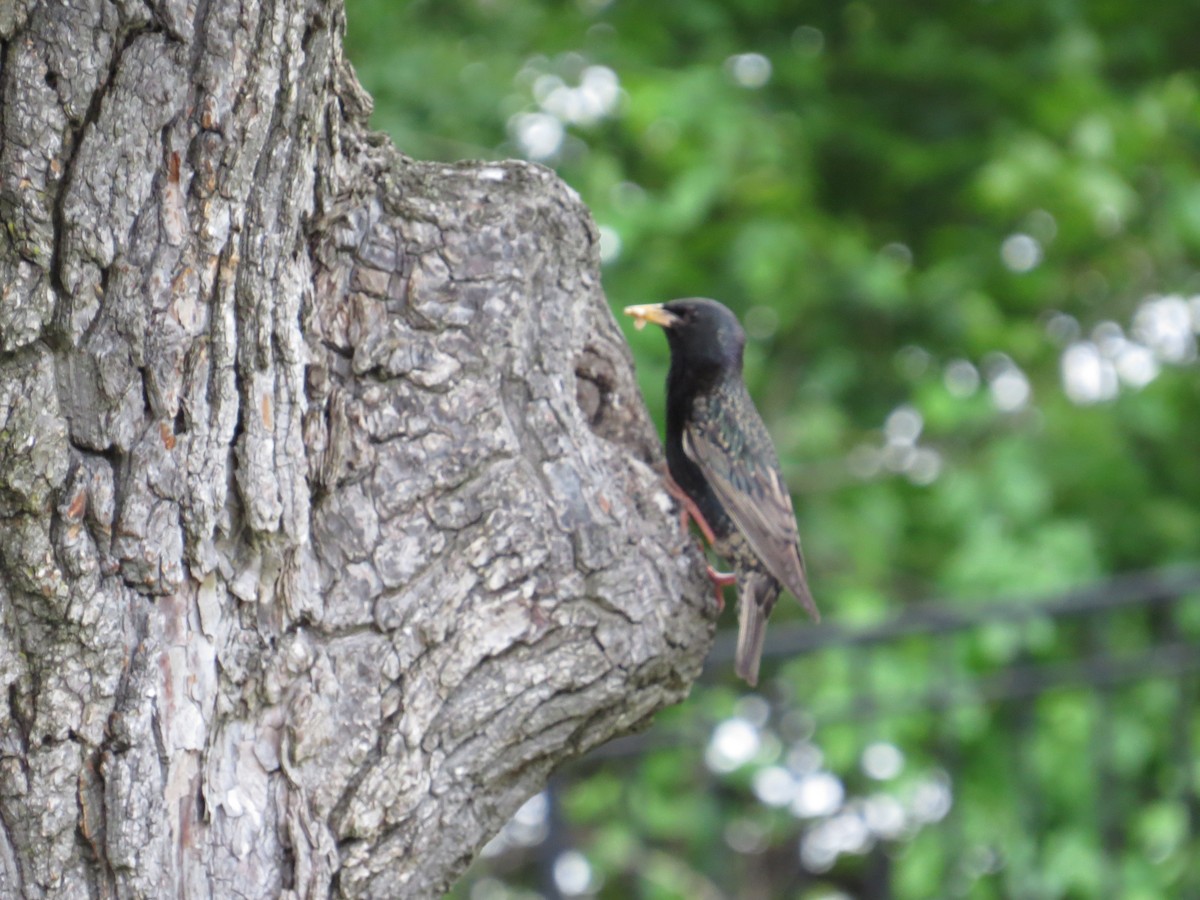 European Starling - ML102253191