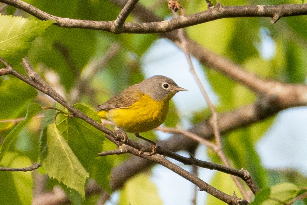 Nashville Warbler - Marc Sole