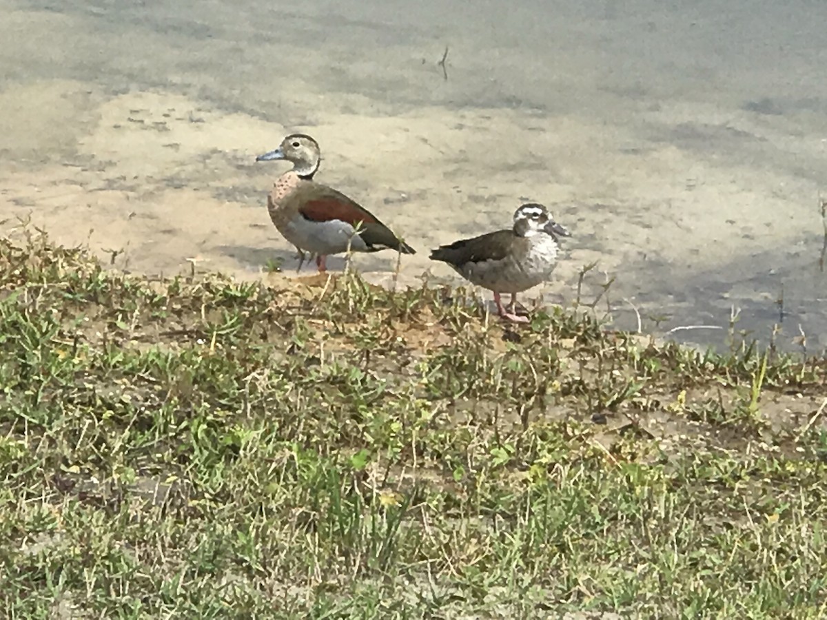 Ringed Teal - ML102255351