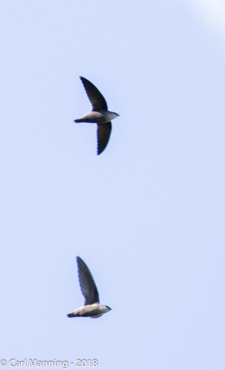 Chimney Swift - ML102255381