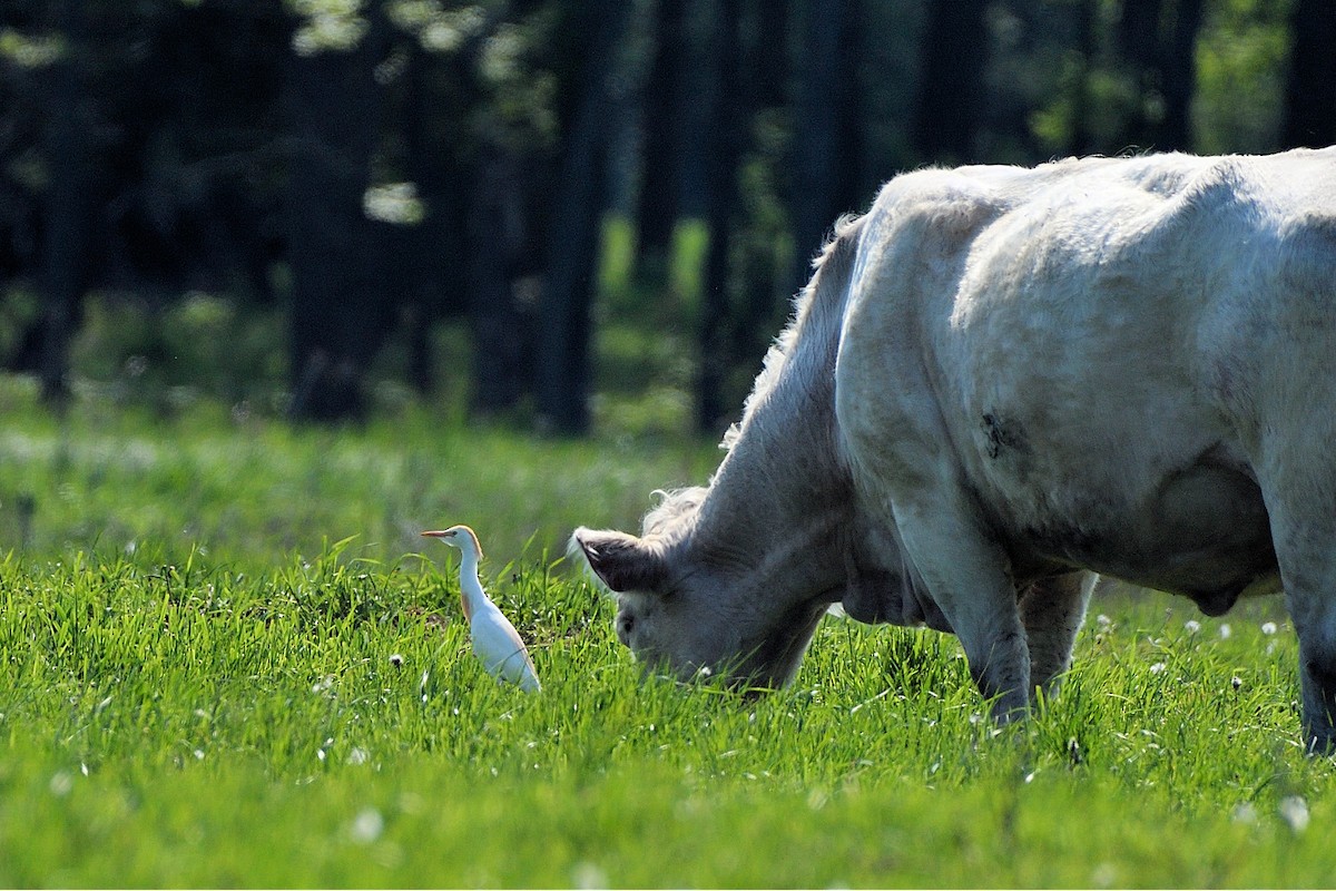 Western Cattle-Egret - ML102256831