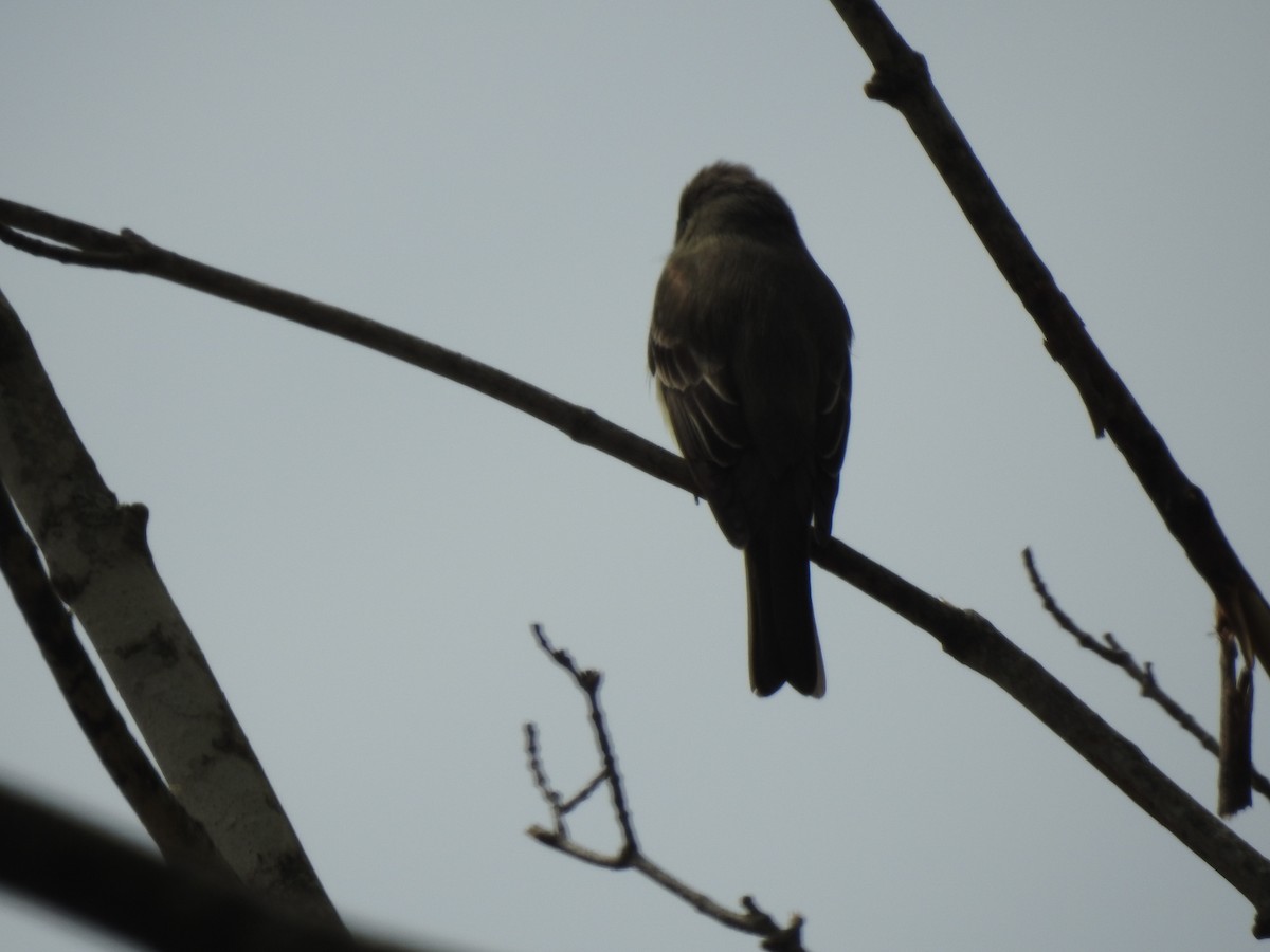 Eastern Wood-Pewee - ML102257231