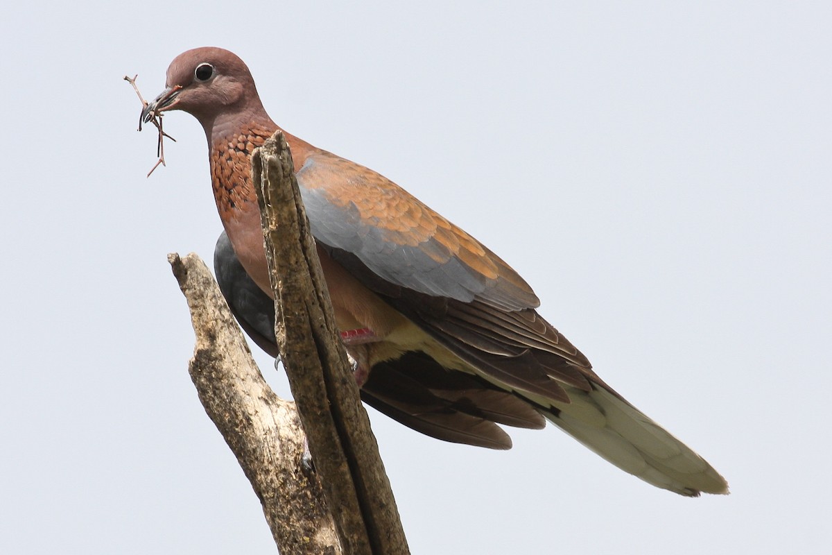 Tórtola Senegalesa - ML102257401