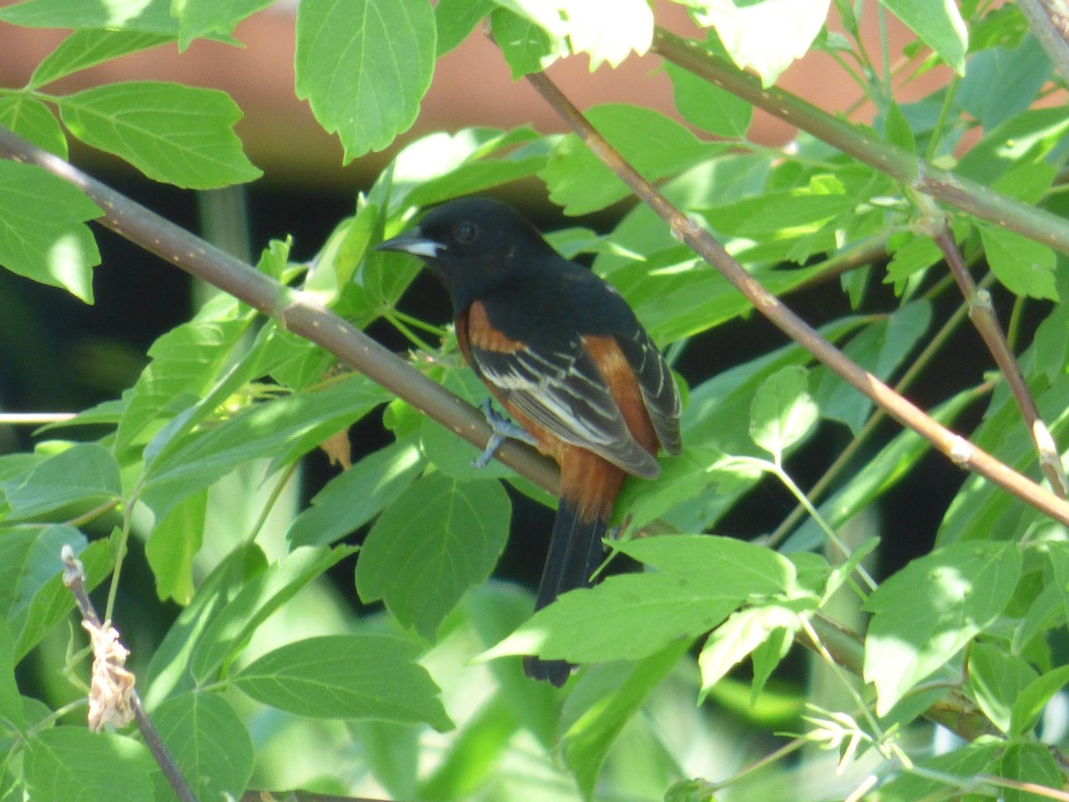 Oriole des vergers - ML102257461