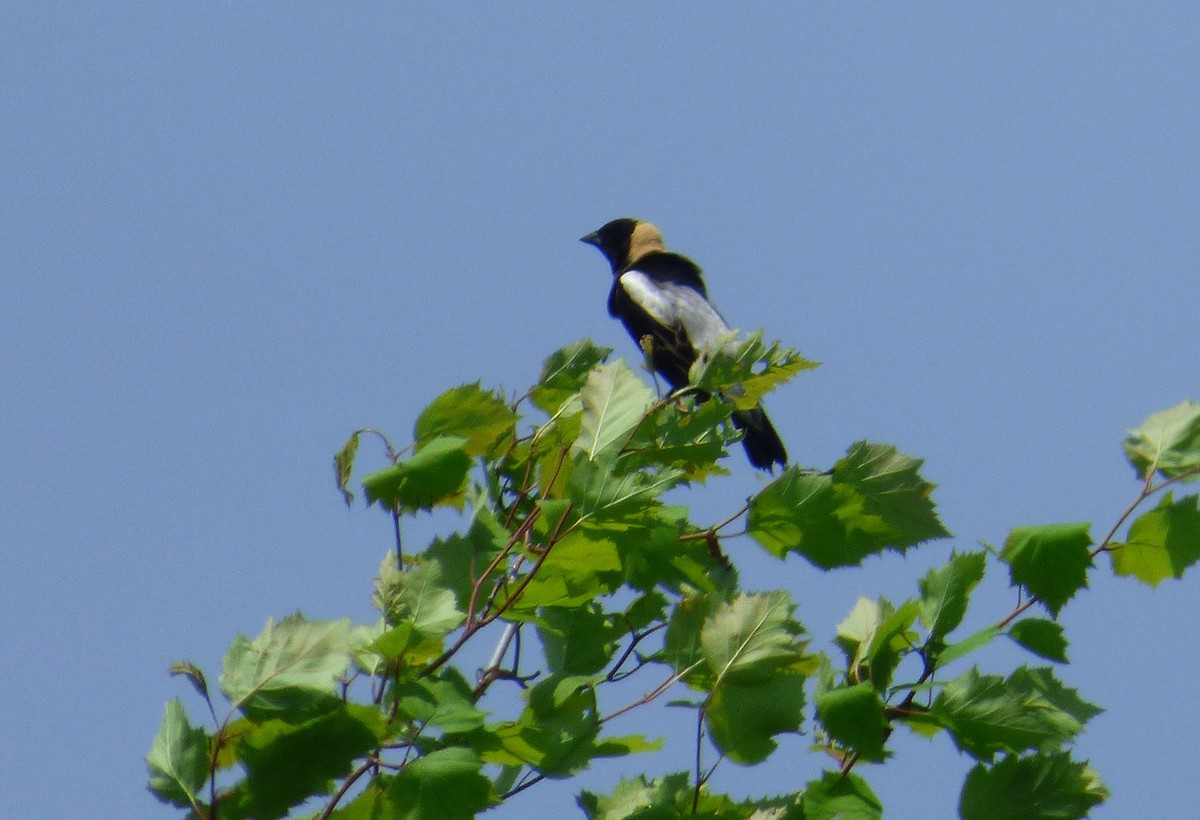 bobolink americký - ML102257711