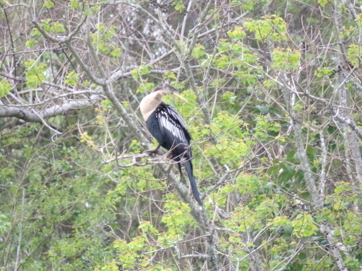 Anhinga - Joshua Jaeger