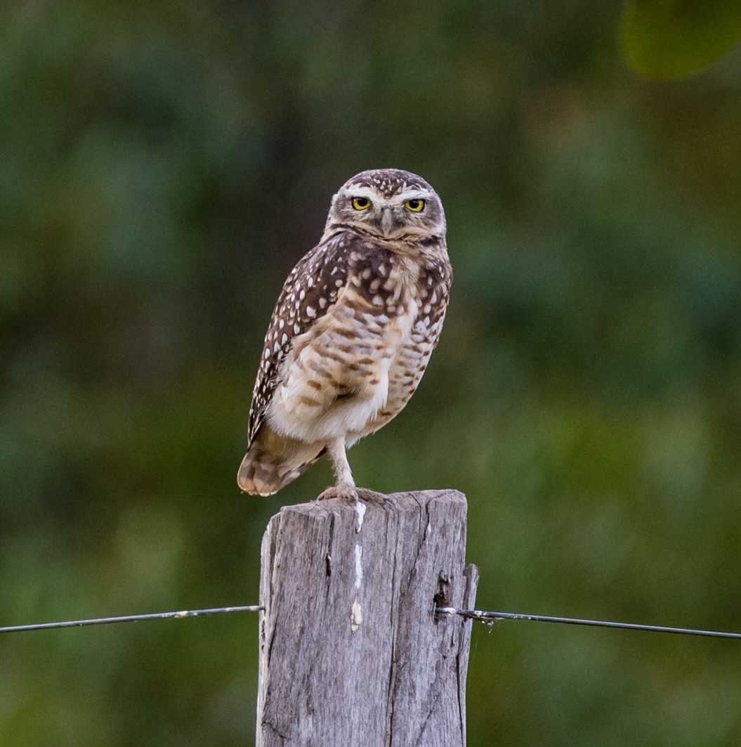 Burrowing Owl - ML102258461