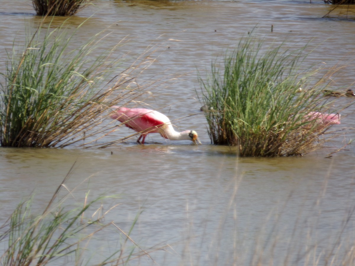 Roseate Spoonbill - ML102259691