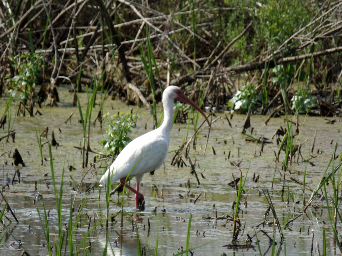 White Ibis - ML102259931