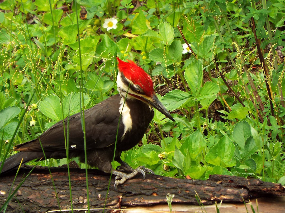 Pileated Woodpecker - ML102261391