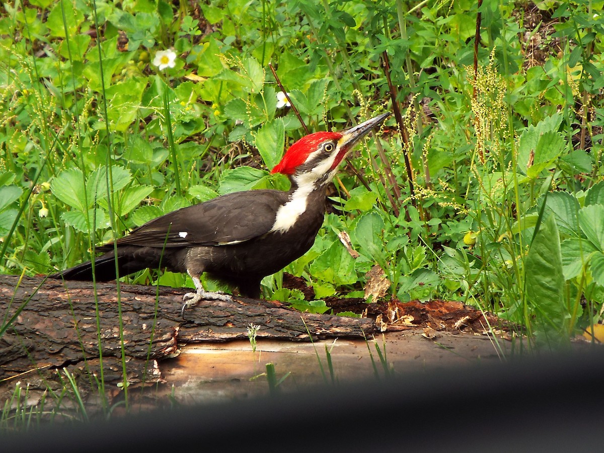 Pileated Woodpecker - ML102261531