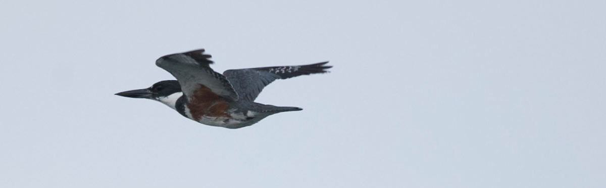 Belted Kingfisher - ML102263421