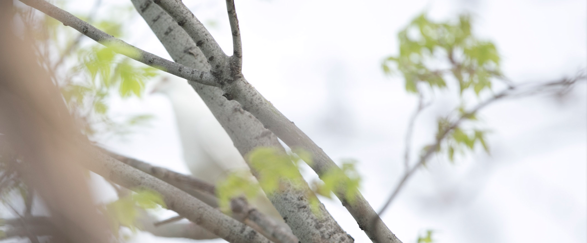 Rock Pigeon (Feral Pigeon) - ML102263521