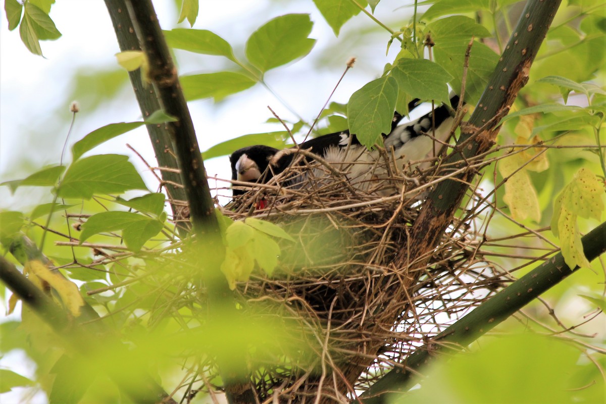 Rose-breasted Grosbeak - ML102264271