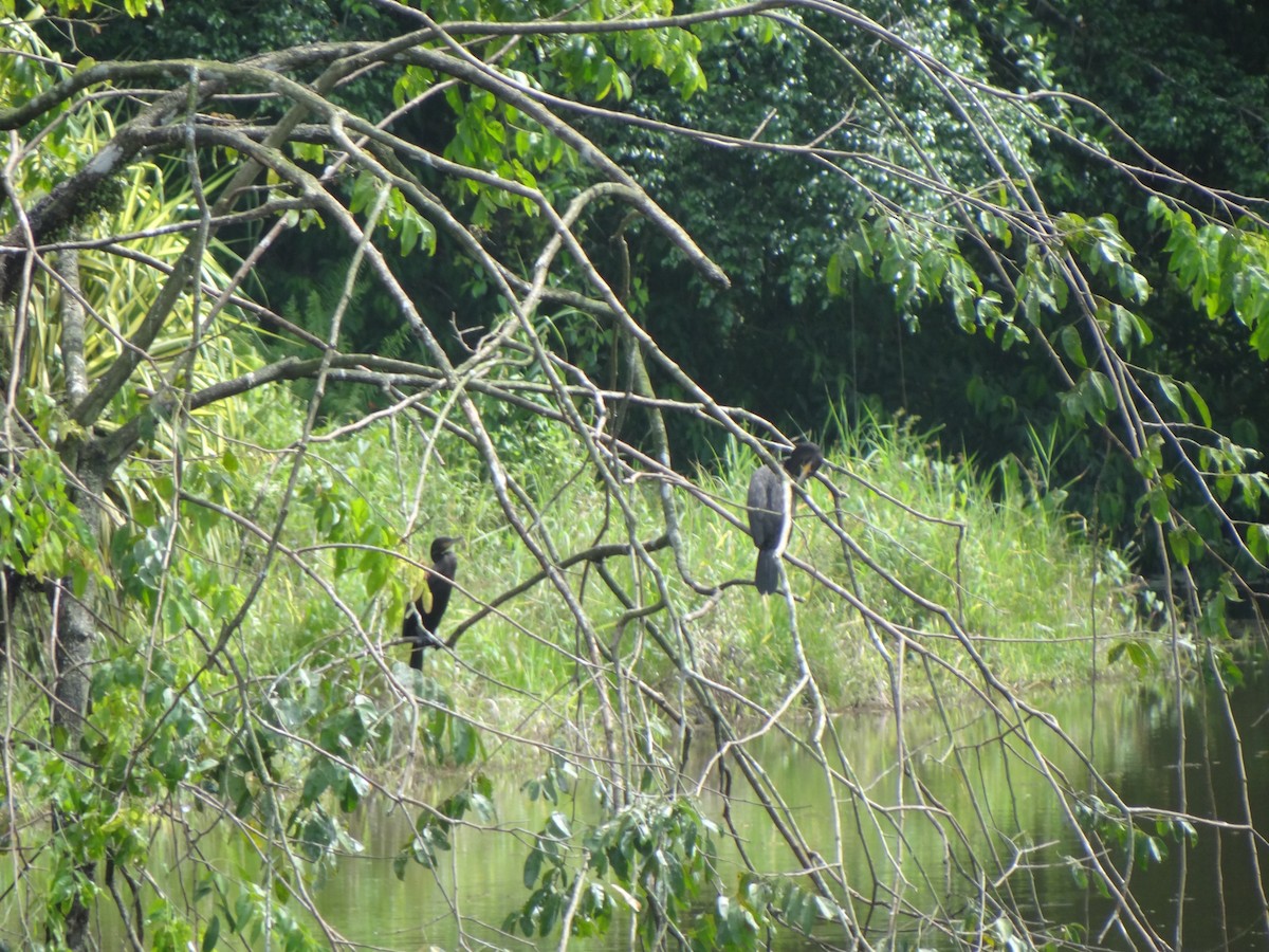 Anhinga d'Amérique - ML102265031