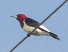 Red-headed Woodpecker - ML102265071