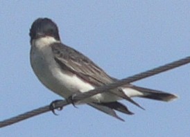 Eastern Kingbird - ML102265151
