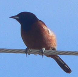 Orchard Oriole - ML102265431