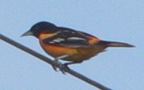 Baltimore Oriole - ML102265441
