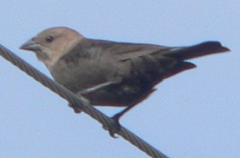 Brown-headed Cowbird - ML102265471