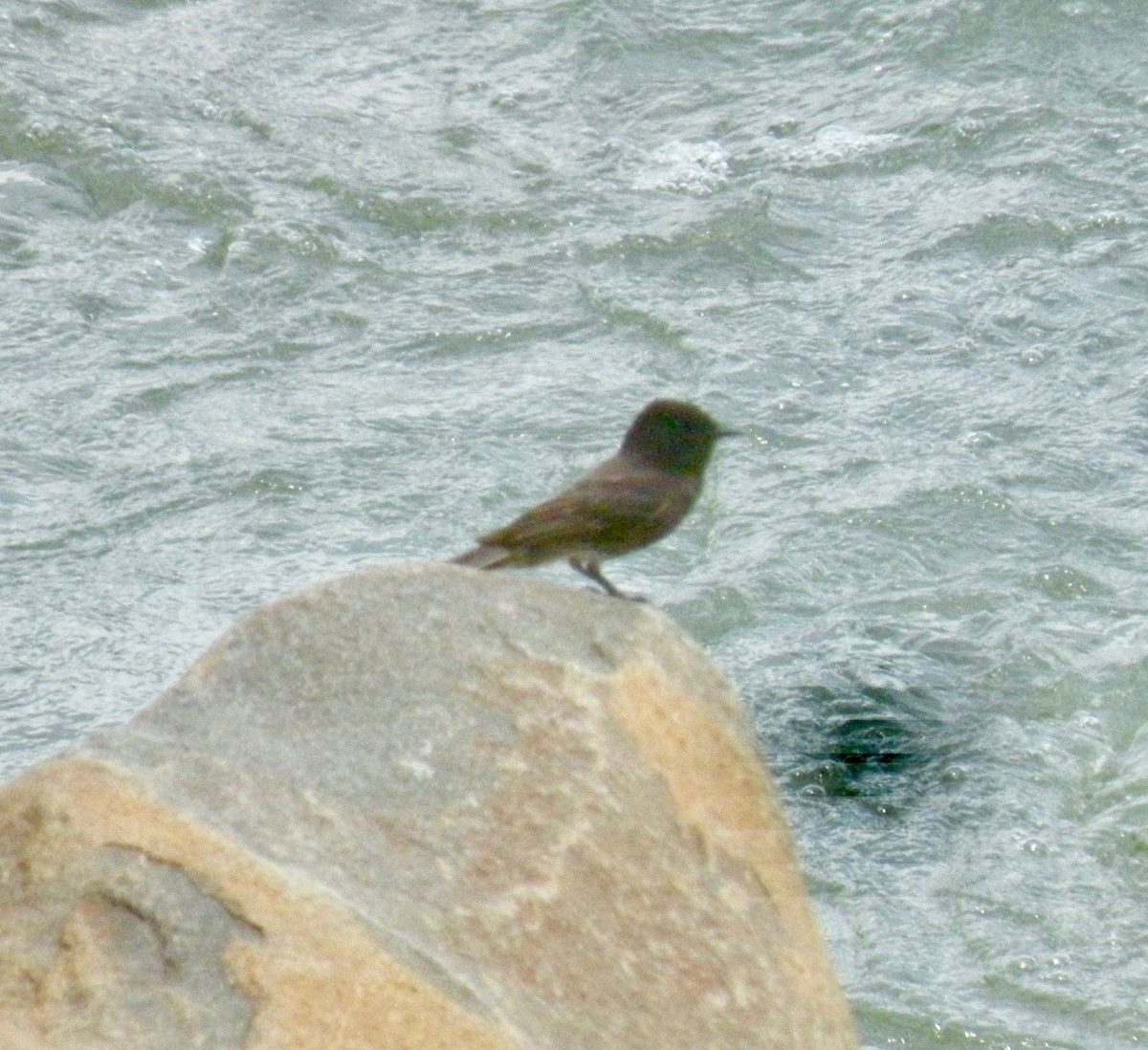 Black Phoebe - ML102267251