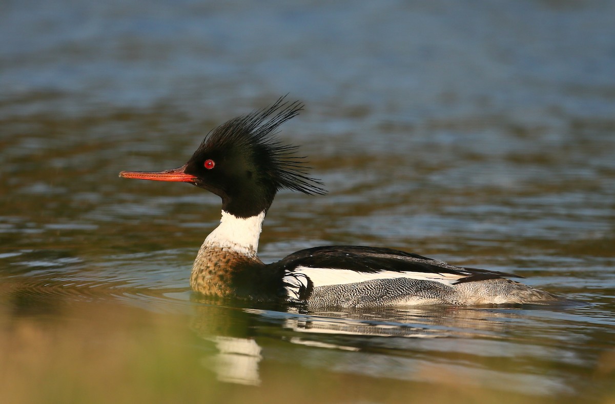 Red-breasted Merganser - ML102270961