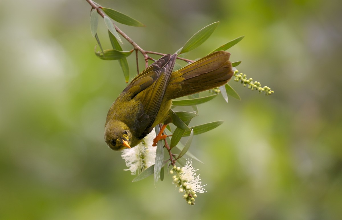 Bell Miner - ML102271081