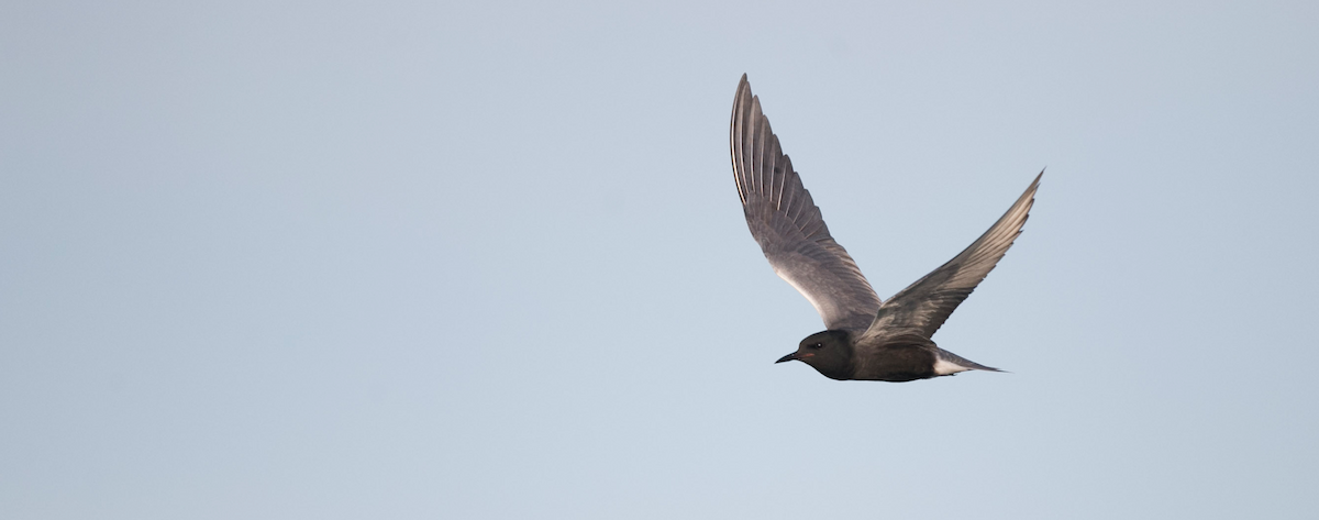 Black Tern - Brandon Holden