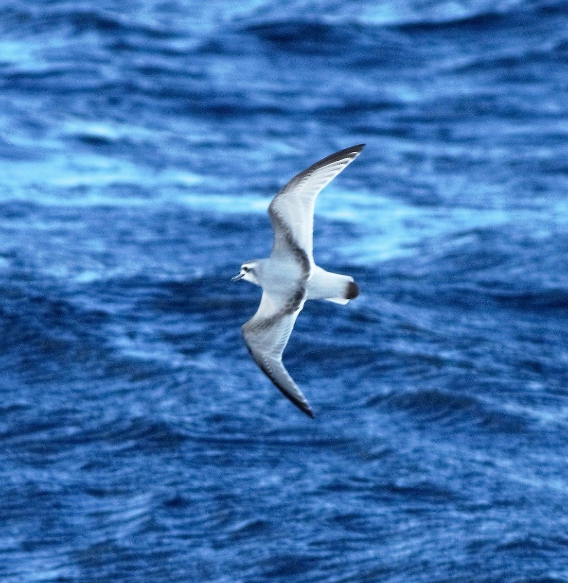 Antarctic Prion - ML102271581