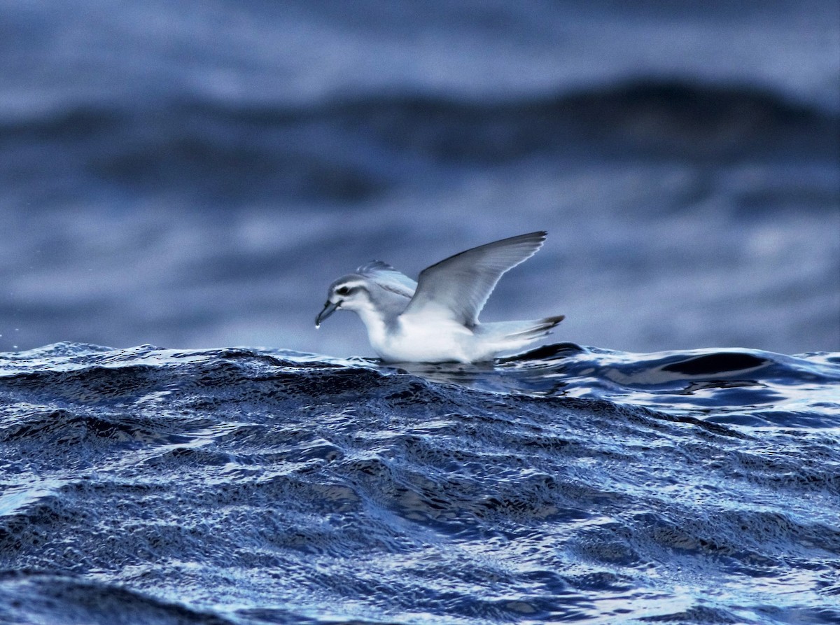 Antarctic Prion - ML102271591