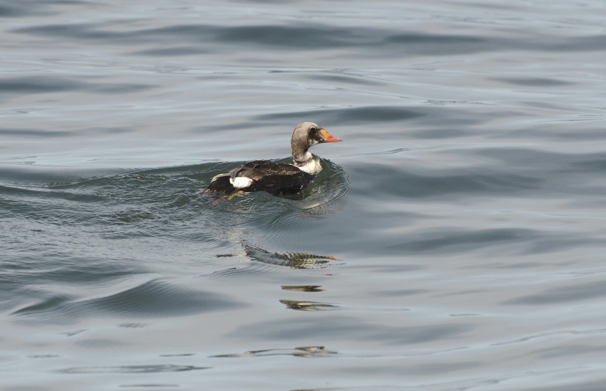 Eider à tête grise - ML102271951